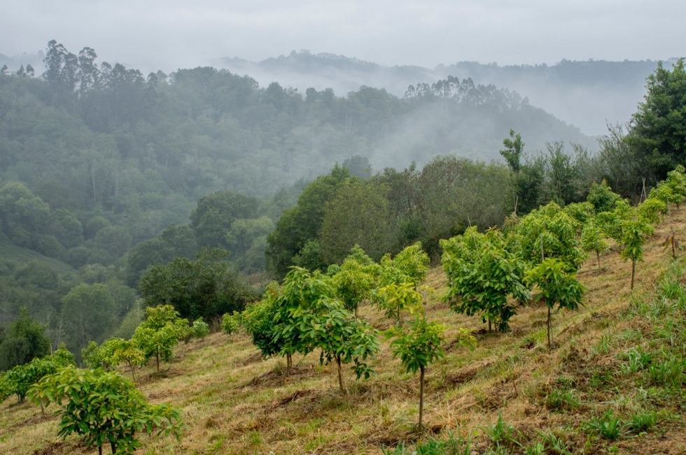Nuestra finca en Amandi